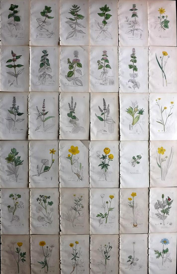 Sowerby, James C1840 Lot of 36 Part HCol Botanical Prints: Partial Hand Colored Etchings only (As issued) Published London, 1832-46 for "English Botany; or, Coloured Figures of British Plantsâ€¦" Second Edition by James Sowerby and Edward Smith. Paper Siz