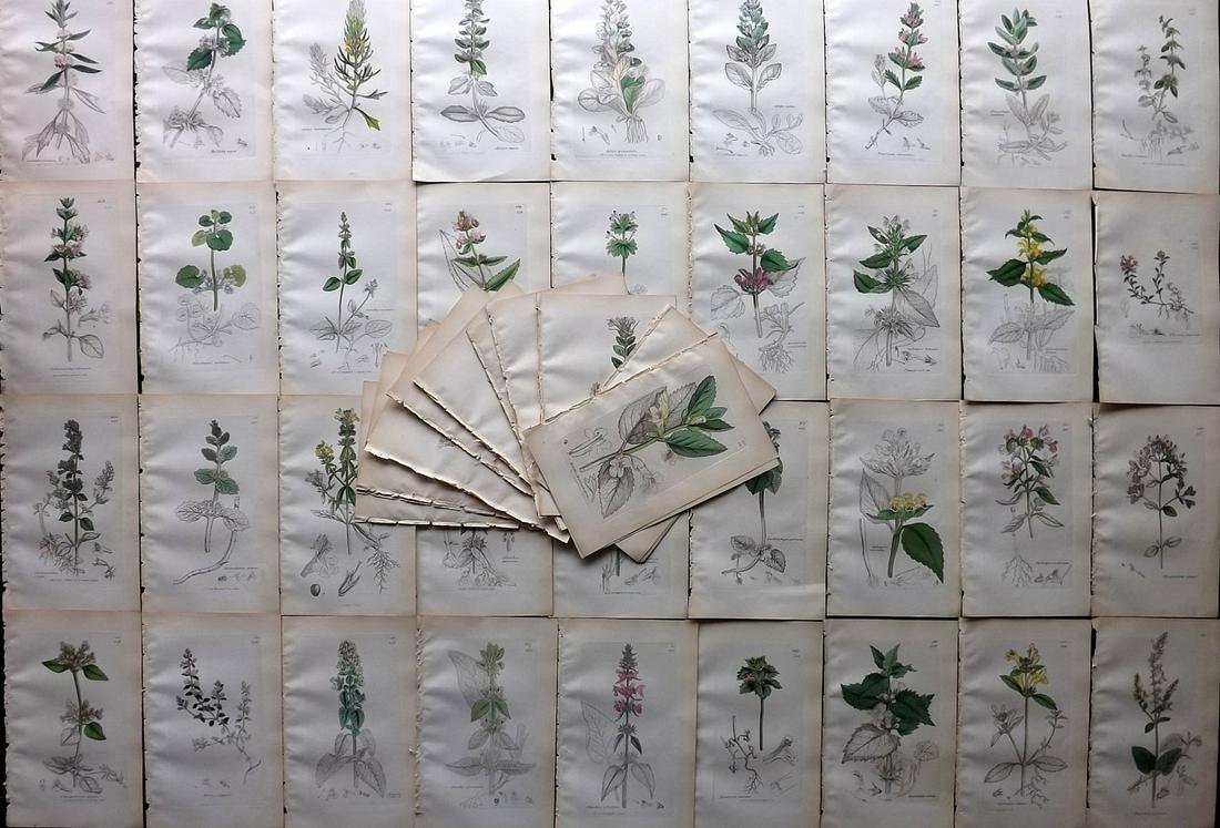 Sowerby, James C1840 Lot of 60 Part HCol Botanical Prints (1 of 7)