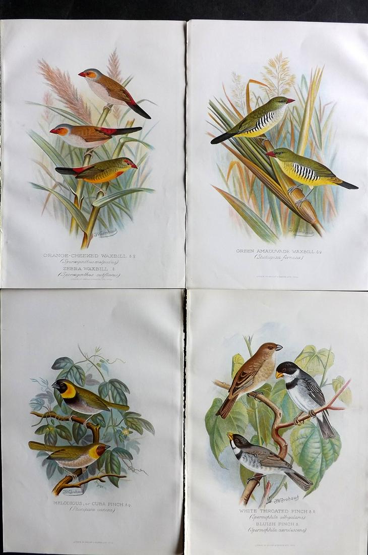 Frohawk, F. W. & Butler, Arthur 1899 Lot of 4 Bird Prints (1 of 2)
