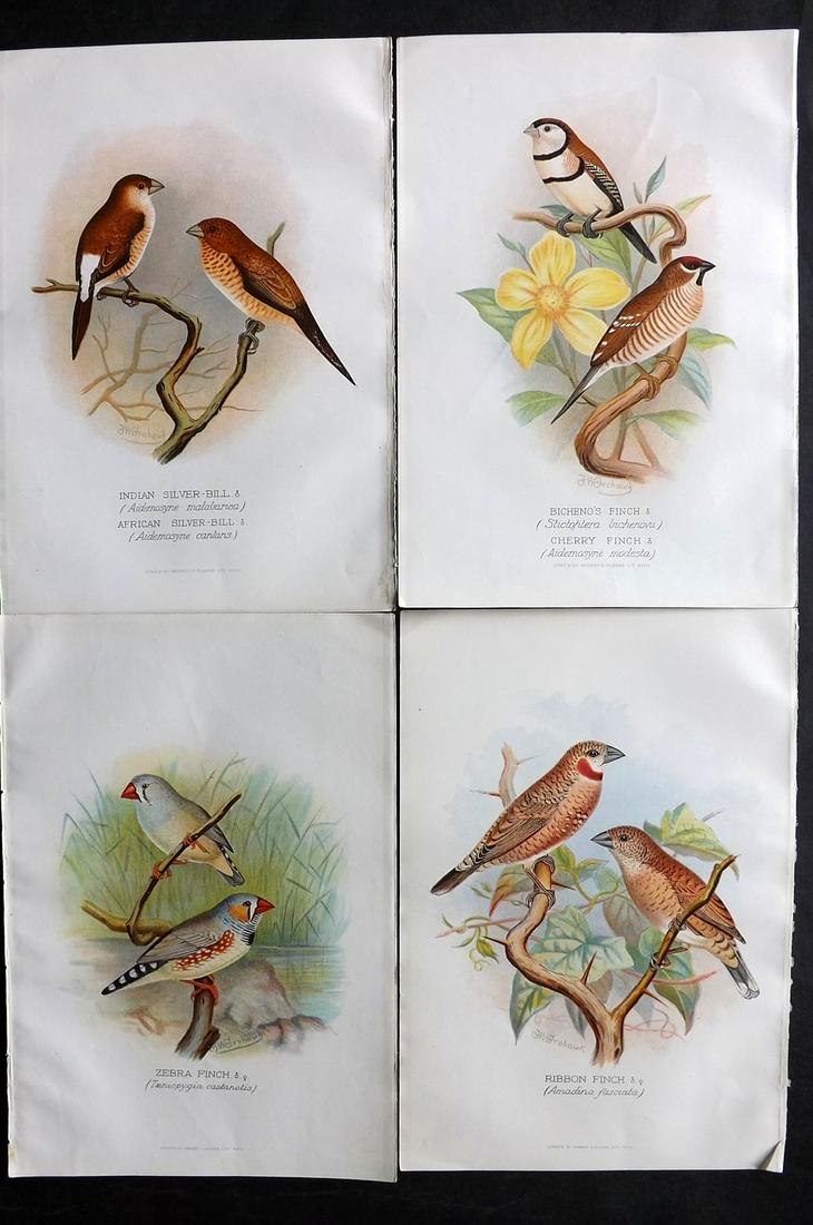 Frohawk, F. W. & Butler, Arthur 1899 Lot of 4 Bird Prints: Chromolithographs Published 1899, Hull and London for "Foreign Finches in Captivity" by Arthur G. Butler. Illustrated by F. W. Frohawk. Paper Size: 11 x 7.5 inch (28 x 19cm) Good condition