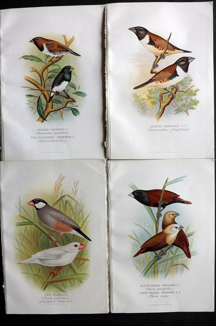Frohawk, F. W. & Butler, Arthur 1899 Lot of 4 Bird Prints (1 of 2)