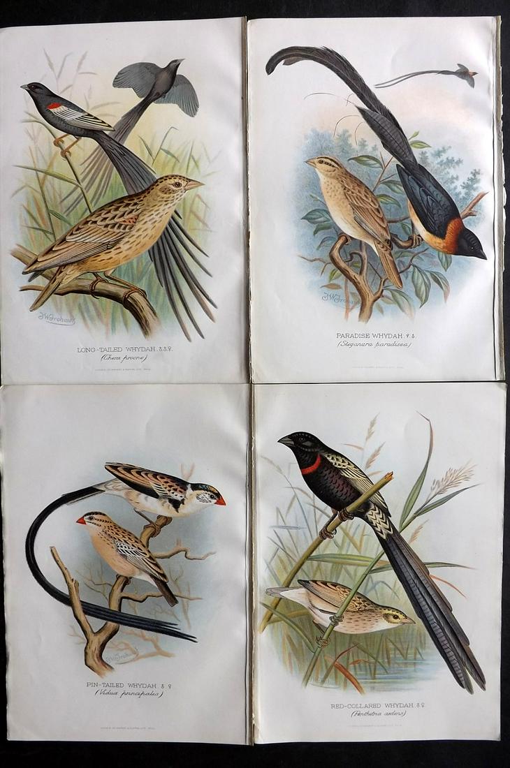 Frohawk, F. W. & Butler, Arthur 1899 Lot of 4 Bird Prints (1 of 2)
