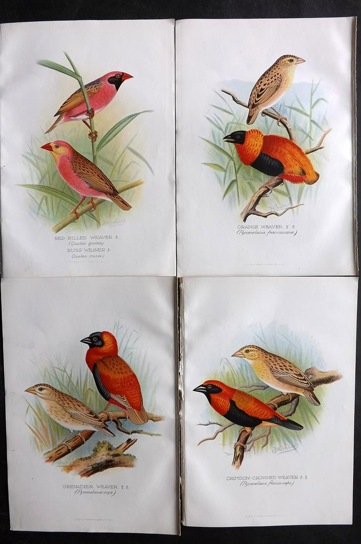 Frohawk, F. W. & Butler, Arthur 1899 Lot of 4 Bird Prints (1 of 2)
