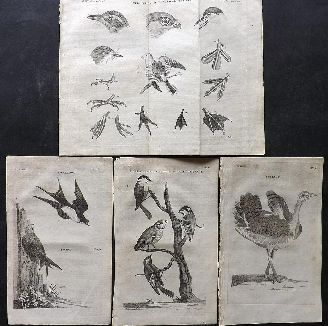 Pennant, Thomas 1776 Lot of 4 Antique Bird Prints (1 of 2)