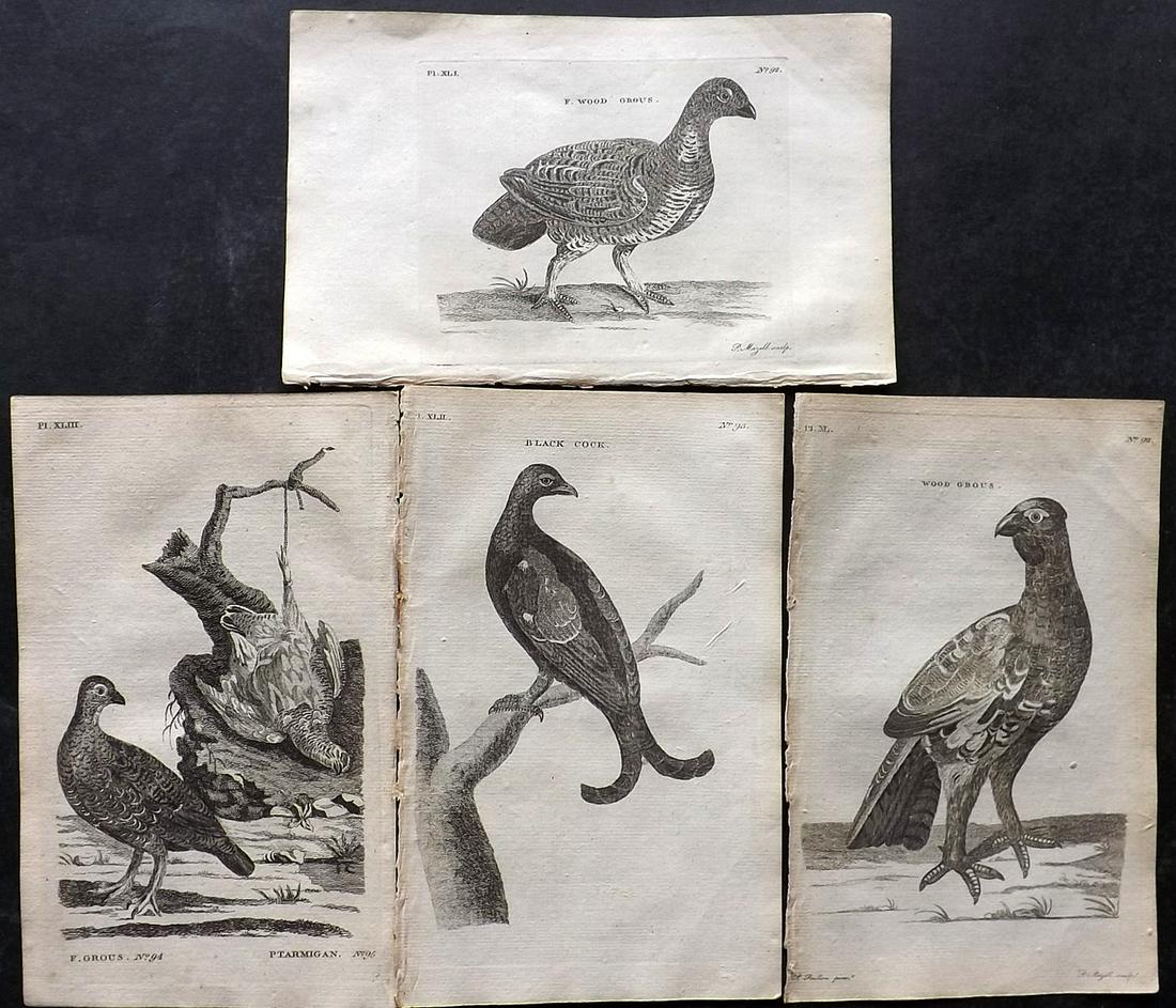 Pennant, Thomas 1776 Lot of 4 Antique Bird Prints. Game Birds (1 of 2)