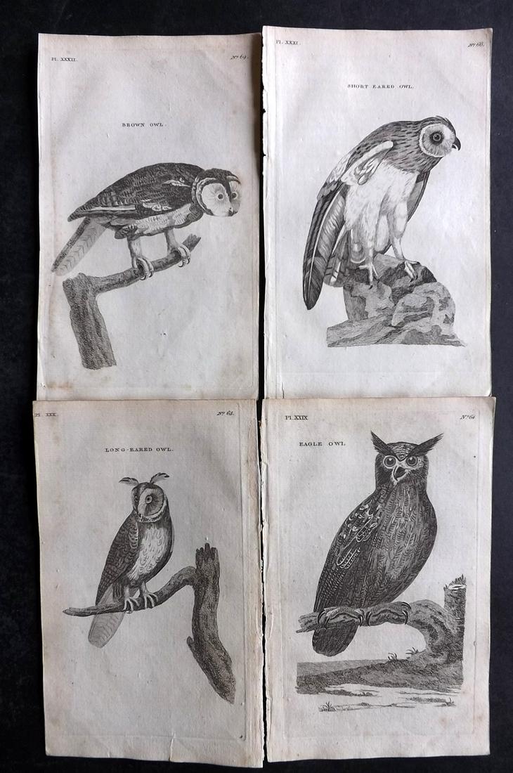 Pennant, Thomas 1776 Lot of 4 Antique Bird Prints. Owls (1 of 2)