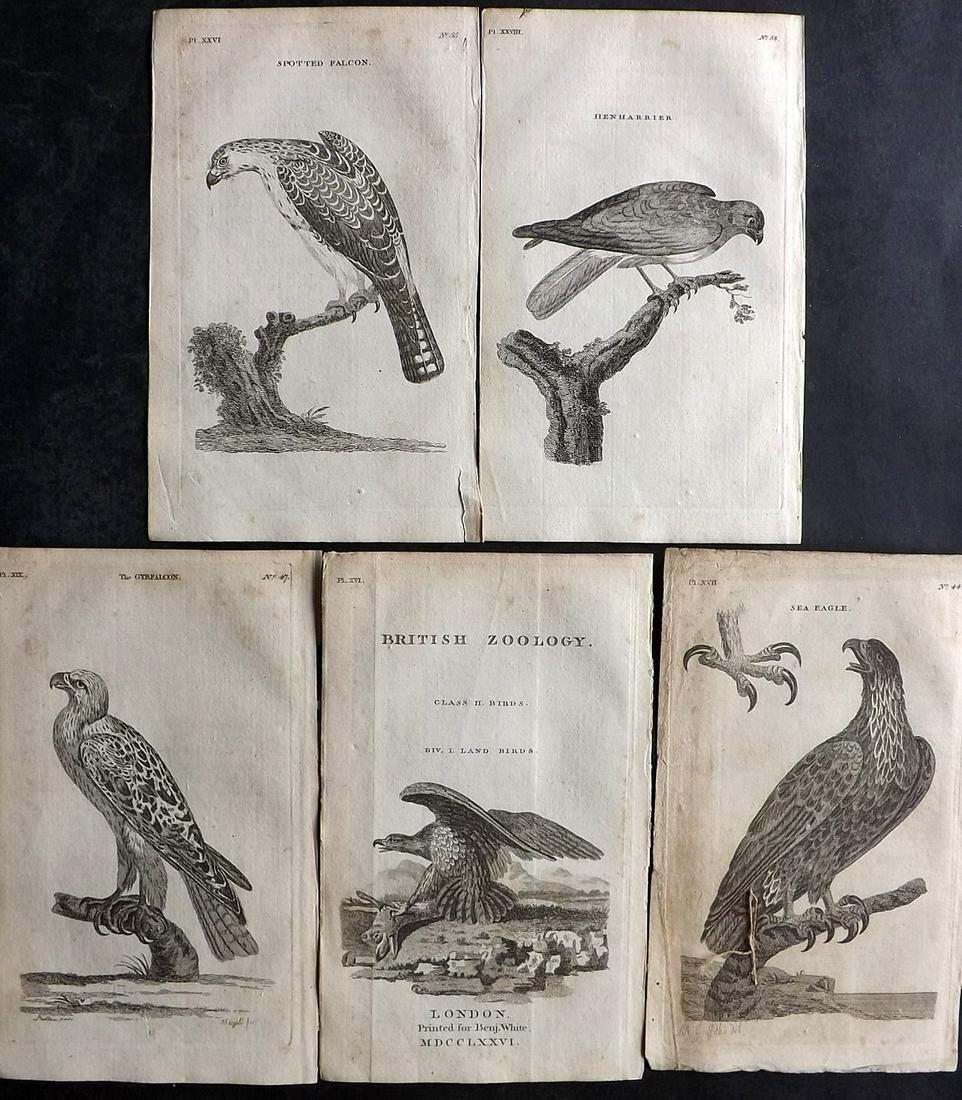 Pennant, Thomas 1776 Lot of 5 Antique Birds of Prey Prints: Five incl Illus. Title. Copper Plates Published 1776-77, London for "British Zoology" by Thomas Pennant. Paper Size: 8 x 5 inch (21 x 13cm) Toning in parts. One with margin tear.