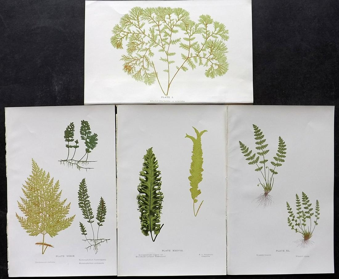 Druery, Charles C1910 Lot Of 4 Antique Ferm Prints: Offset Lithographs Published C1910, London for "British Ferns and Their Varieties" by Charles Druery. Paper Size: 8.5 x 5 inch (22 x 13cm) Unrelated text to reverse. Good Condition