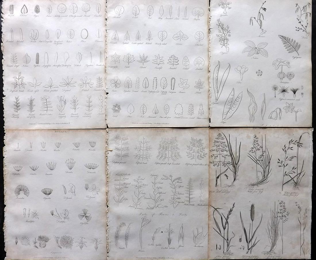 Gregory, G. 1806 Lot of 6 Antique Botanical Prints: Copper Plates Published 1806, London for "A Dictionary of Arts and Sciences" by G. Gregory. Paper Size: 10.5 x 8 inch (27 x 21cm) Some toning present