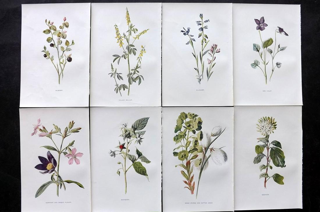 Hulme, Edward C1900 Lot of 8 Botanical Prints. Wild Flowers: Offset Lithographs Published C1900, London for "Familiar Wild Flowers" by F. Edward Hulme & Shirley Hibberd. Paper Size: 7.5 x 5 inch (19 x 13cm) Good Condition