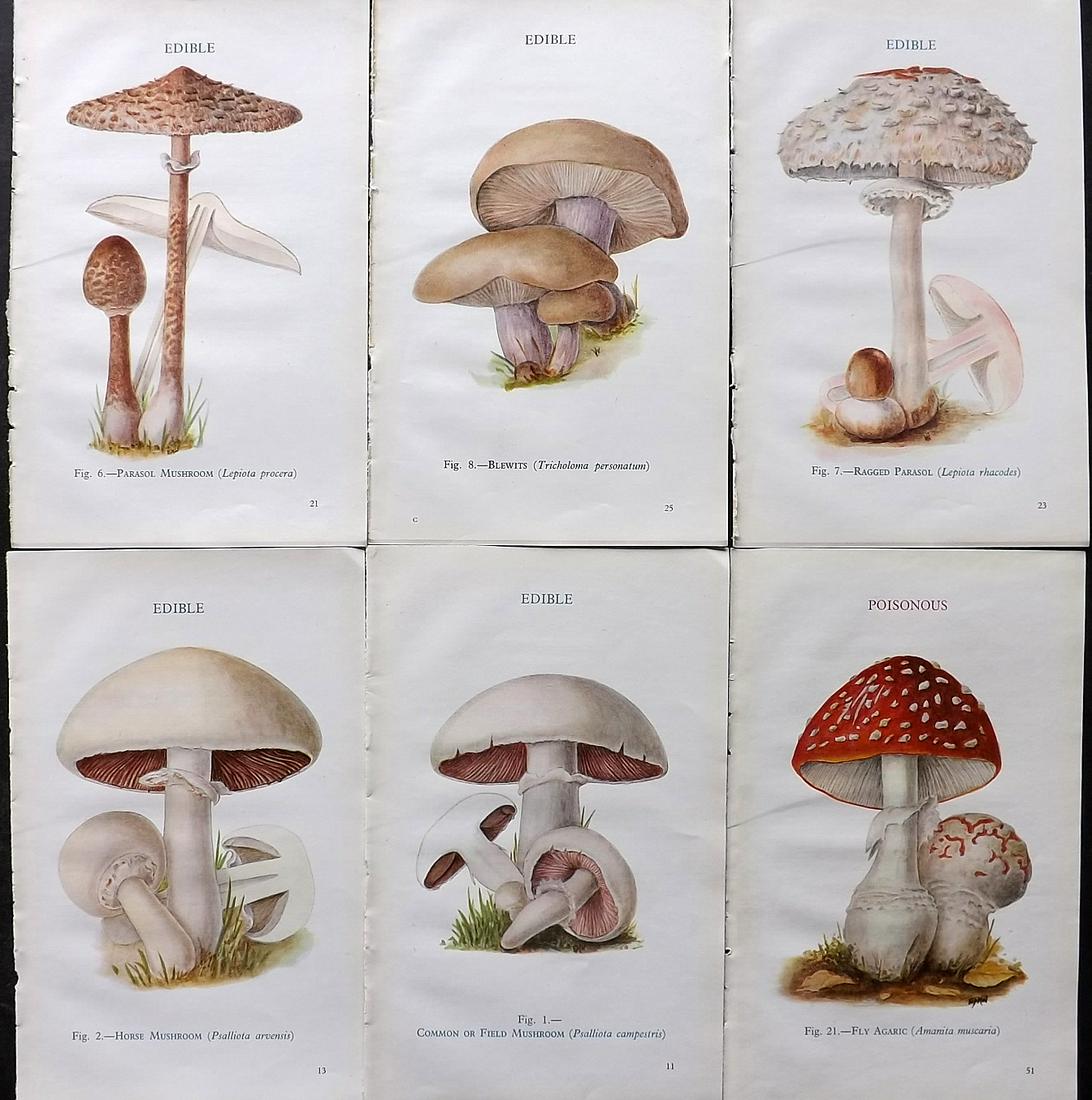 MAFF 1945 Lot of 6 Vintage Mushroom Fungi Prints: Vintage Offset Lithograph Published 1945, London for "Edible and Poisonous Fungi" by the Ministry of Agriculture & Fisheries (MAFF) Unrelated text to verso (The text relates to the adjacent plate) Pap