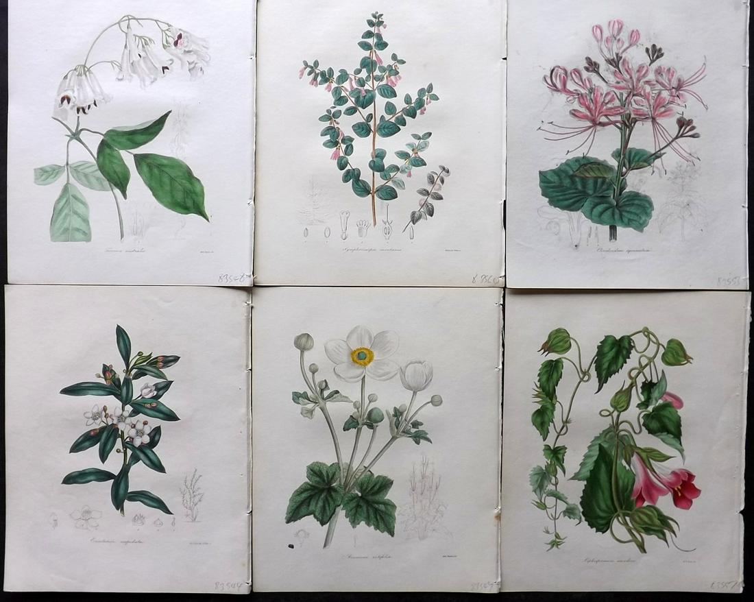 Maund, Benjamin 1830's Lot of 6 Hand Col Botanical Prints (1 of 2)