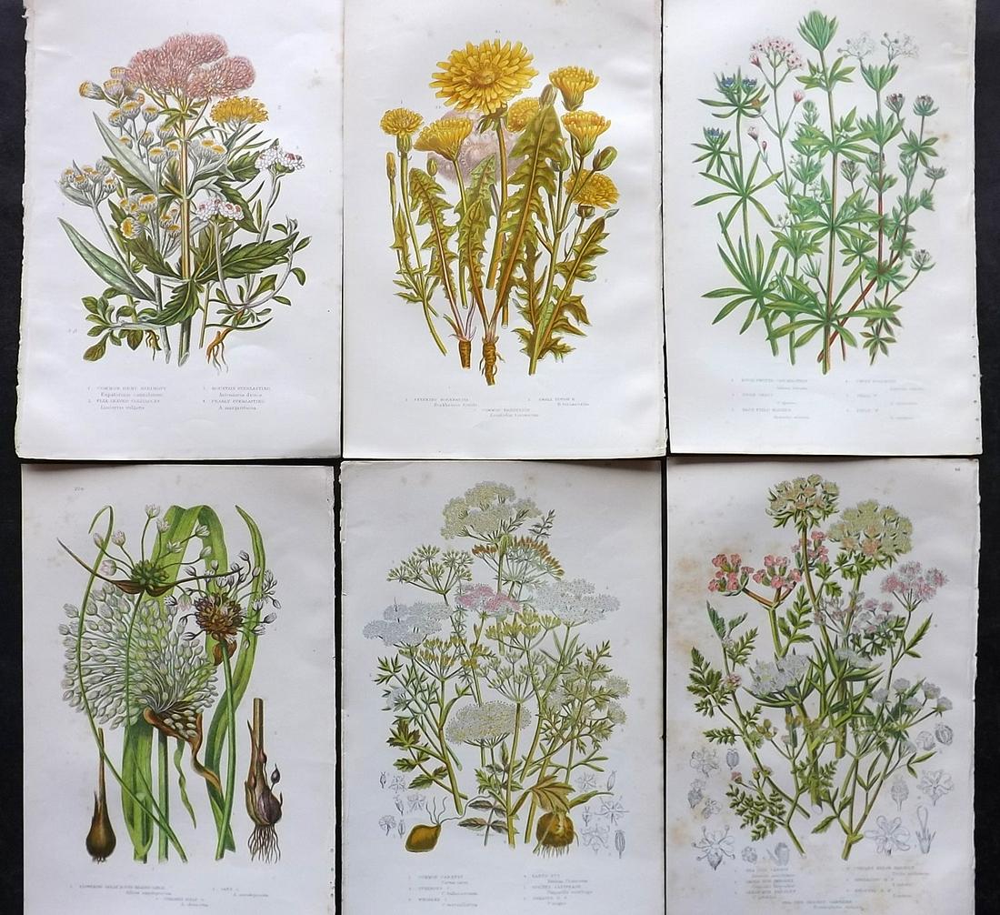 Pratt, Anne C1880 Lot of 6 Antique Botanical Prints: Chromolithographs Published C1880, London for "The Flowering Plants and Ferns of Great Britain" by Anne Pratt. Paper Size: 9.5 x 6 inch (24 x 16cm) Some background toning in parts, otherwise Good Cond