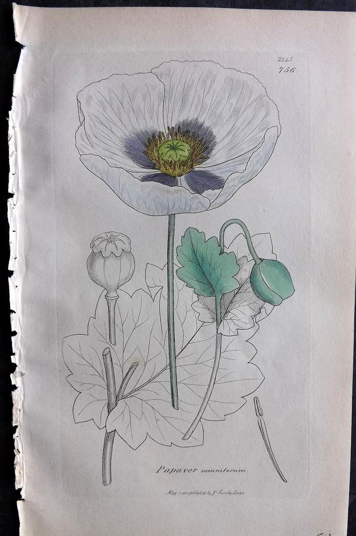 Sowerby, James C1840 Part HCol Botanical Print. Opium Poppy 756: Partial Hand Colored Etching only (As issued) Published London, 1832-46 for "English Botany; or, Coloured Figures of British Plants…" Second Edition by James Sowerby and Edward Smith. Paper Size: 9 