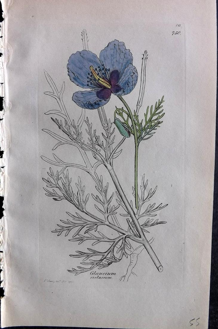 Sowerby, James C1840 Part HCol Botanical Print. Violet Horned Poppy 750: Partial Hand Colored Etching only (As issued) Published London, 1832-46 for "English Botany; or, Coloured Figures of British Plants…" Second Edition by James Sowerby and Edward Smith. Paper Size: 9 