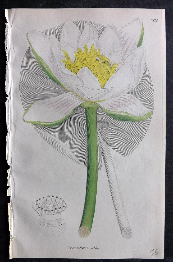 Sowerby, James C1840 Part HCol Botanical Print. White Water-Lily 765 (1 of 2)