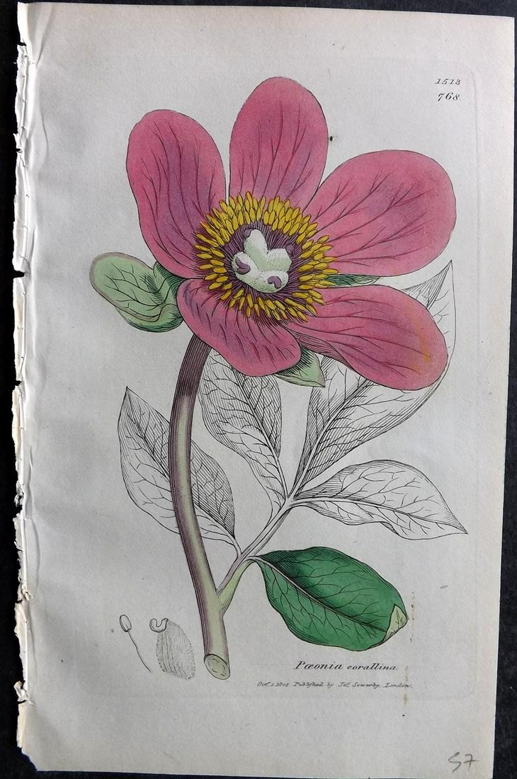 Sowerby, James C1840 Part HCol Botanical Print. Wild Peony 768: Partial Hand Colored Etching only (As issued) Published London, 1832-46 for "English Botany; or, Coloured Figures of British Plants…" Second Edition by James Sowerby and Edward Smith. Paper Size: 9 