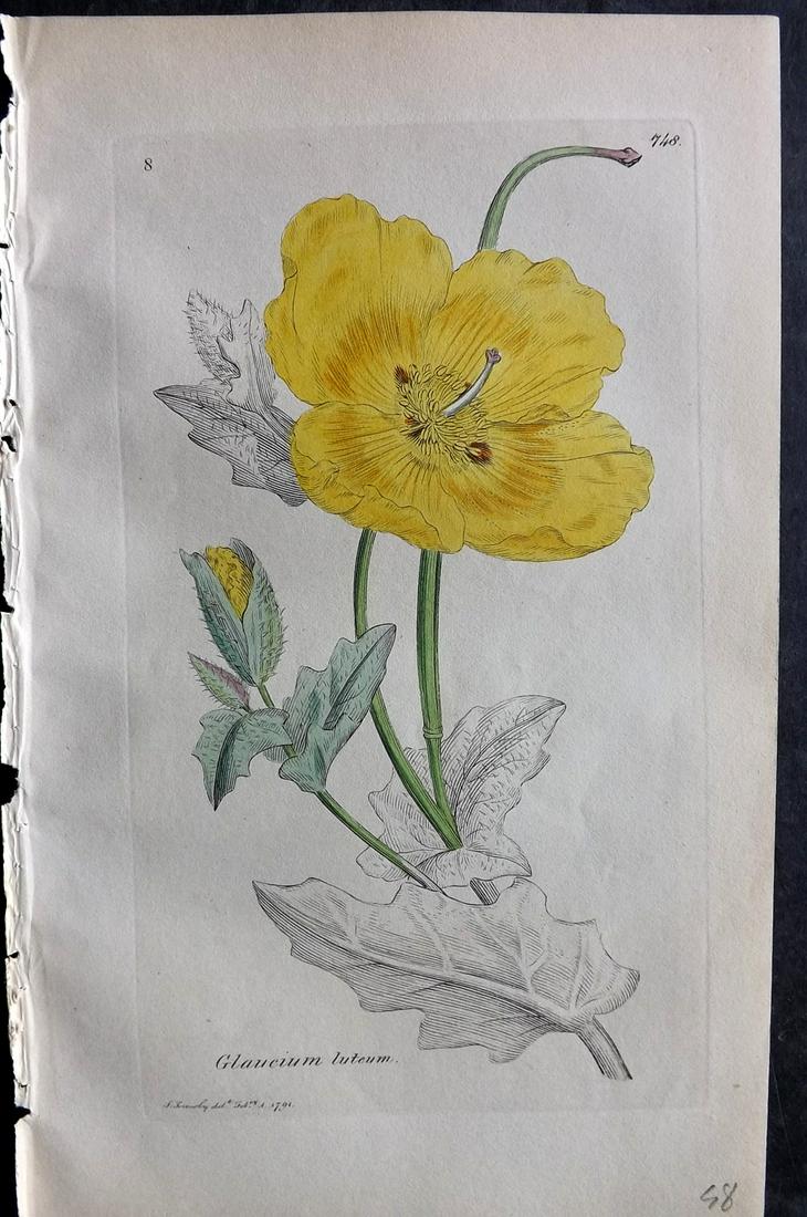 Sowerby, James C1840 Part HCol Botanical Print. Yellow Horned Poppy 748 (1 of 2)