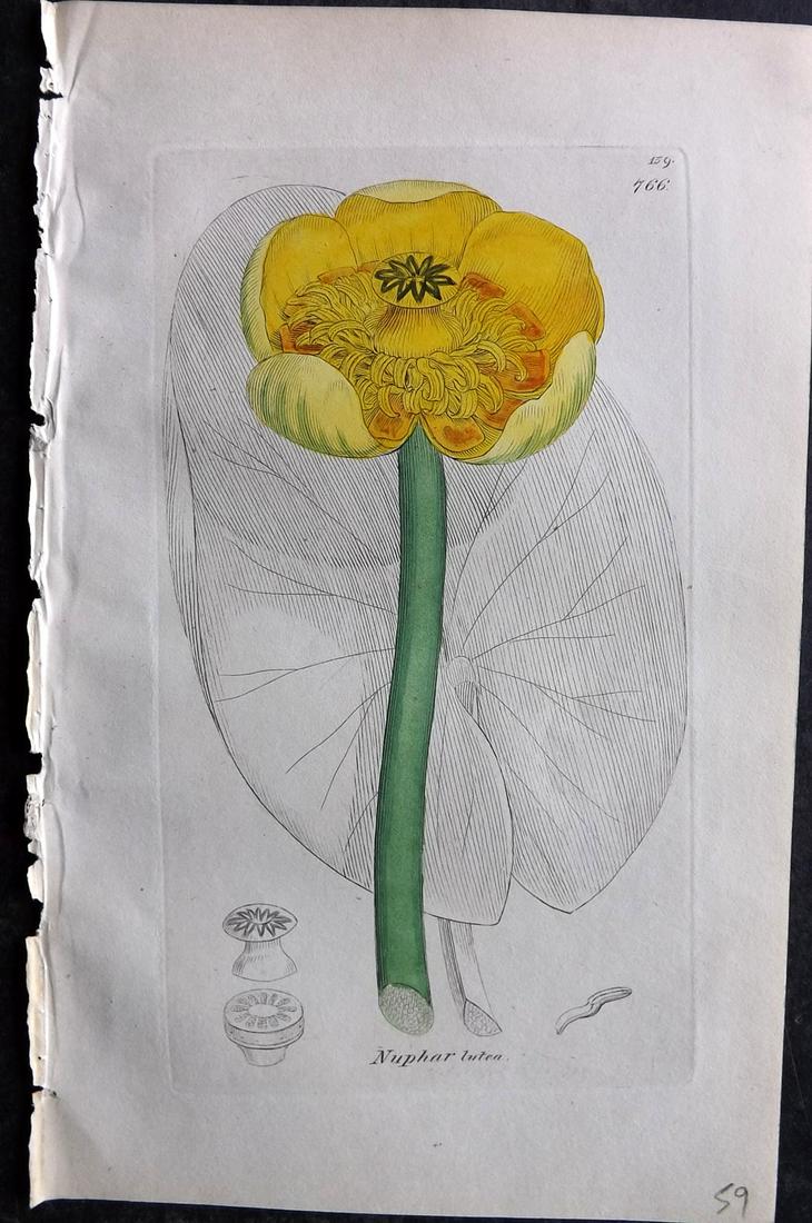 Sowerby, James C1840 Part HCol Botanical Print. Yellow Water-Lily 766 (1 of 2)