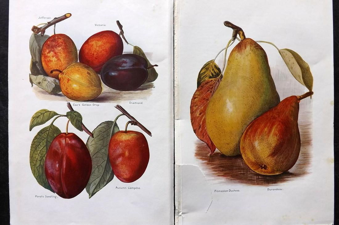 Wright, J & H 1924 Pair of Vintage Fruit Prints: Lithographs Published 1924, London for "The Fruit-Grower's Guide" by John and Horace Wright. Paper Size: 10.5 x 7 inch (27 x 18cm) Large margin tear present on one. Good Condition