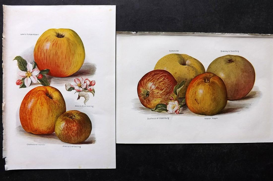 Wright, J & H 1924 Pair of Vintage Fruit Prints: Lithographs Published 1924, London for "The Fruit-Grower's Guide" by John and Horace Wright. Paper Size: 10.5 x 7 inch (27 x 18cm) Good Condition