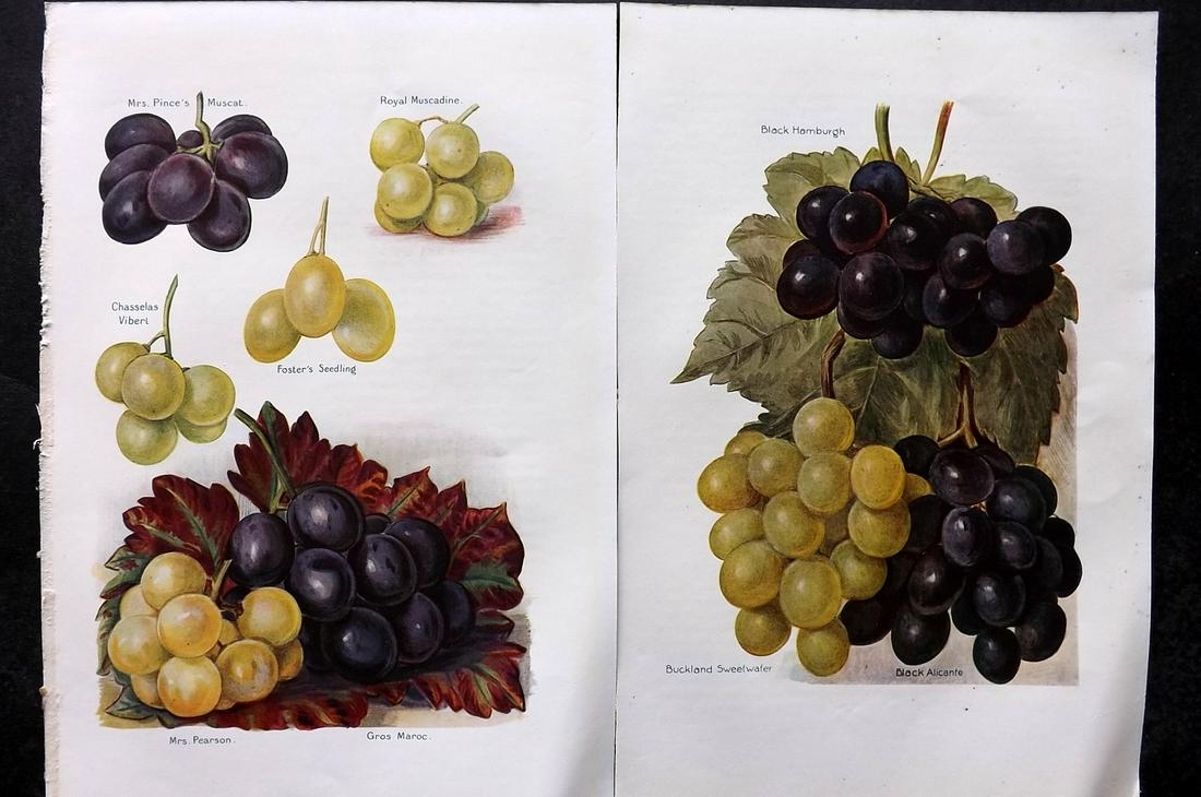 Wright, J & H 1924 Pair of Vintage Fruit Prints: Lithographs Published 1924, London for "The Fruit-Grower's Guide" by John and Horace Wright. Paper Size: 10.5 x 7 inch (27 x 18cm) Good Condition