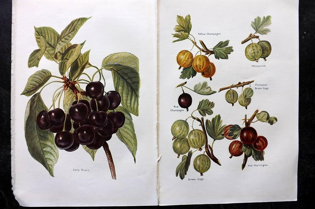 Wright, J & H 1924 Pair of Vintage Fruit Prints: Lithographs Published 1924, London for "The Fruit-Grower's Guide" by John and Horace Wright. Paper Size: 10.5 x 7 inch (27 x 18cm) Good Condition