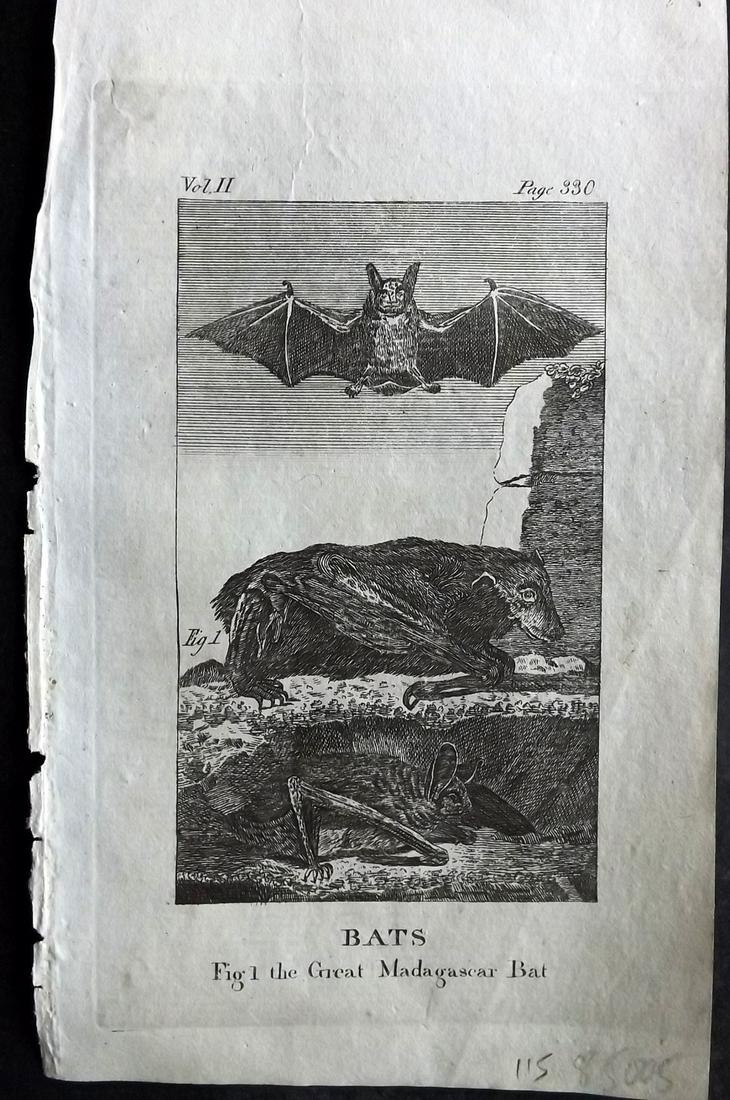 Goldsmith, Oliver 1808 Antique Print. Bats: Copper Plate Published 1808, York for "A History of the Earth and Animated Nature" by Oliver Goldsmith. Paper Size: 8 x 4.5 inch (20 x 12cm) Good Condition