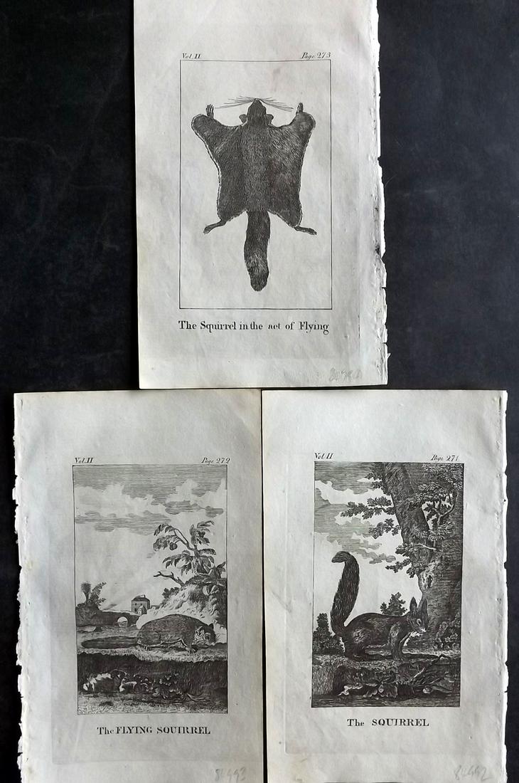 Goldsmith, Oliver 1808 Lot of 3 Antique Prints. Squirrels: Copper Plate Published 1808, York for "A History of the Earth and Animated Nature" by Oliver Goldsmith. Paper Size: 8 x 4.5 inch (20 x 12cm) Good Condition