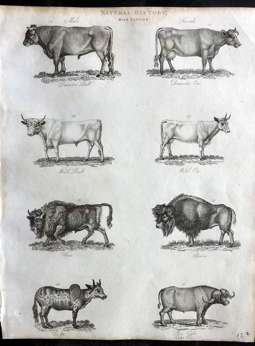 Gregory, G. 1806 Antique Print. Cattle - Bison, Cows, Bulls: Copper Plate Published 1806, London for "A Dictionary of Arts and Sciences" by G. Gregory. Paper Size: 10.5 x 8 inch (27 x 21cm) Some toning present, otherwise fine