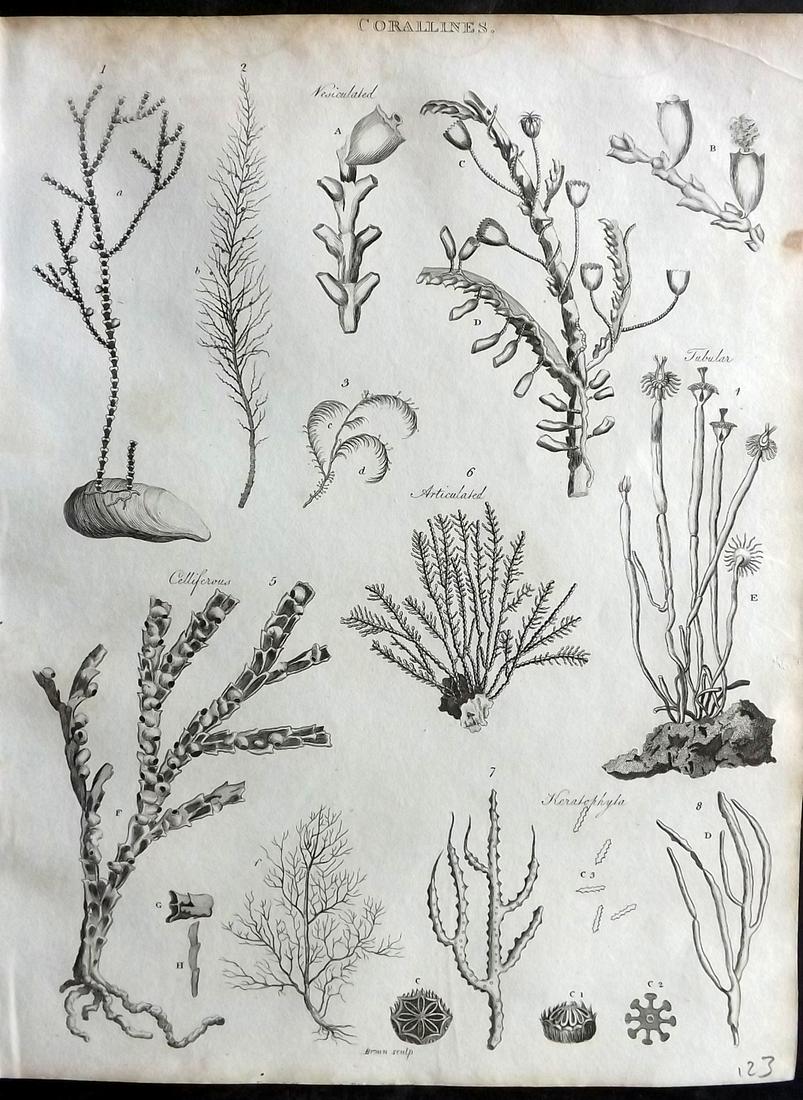 Gregory, G. 1806 Antique Print. Corals: Copper Plate Published 1806, London for "A Dictionary of Arts and Sciences" by G. Gregory. Paper Size: 10.5 x 8 inch (27 x 21cm) Some toning present, otherwise fine