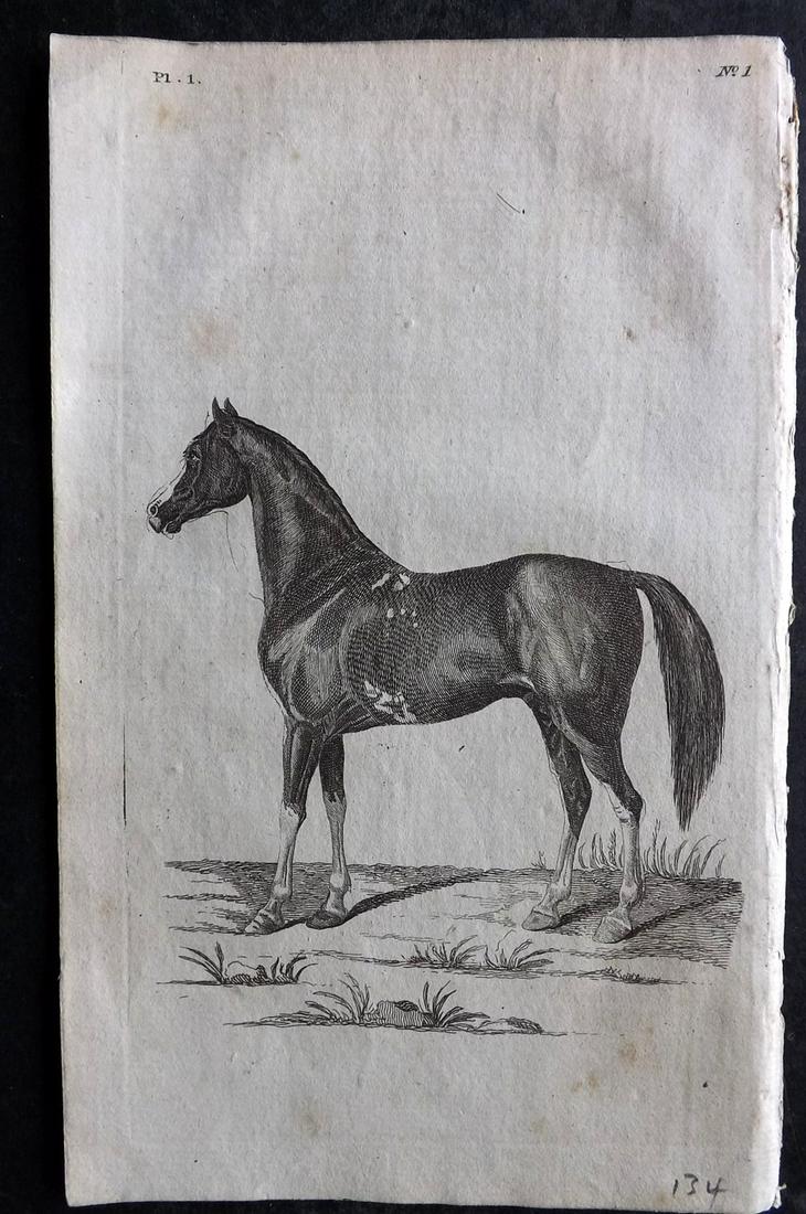Pennant, Thomas 1776 Antique Print. Arabian Horse: Copper Plates Published 1776-77, London for "British Zoology" by Thomas Pennant. Paper Size: 8 x 5 inch (21 x 13cm) Minor toning, otherwise fine