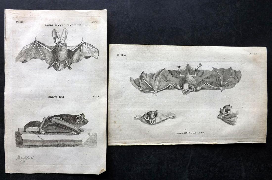 Pennant, Thomas 1776 Pair of Antique Bat Prints: Copper Plates Published 1776-77, London for "British Zoology" by Thomas Pennant. Paper Size: 8 x 5 inch (21 x 13cm) Minor toning, otherwise fine