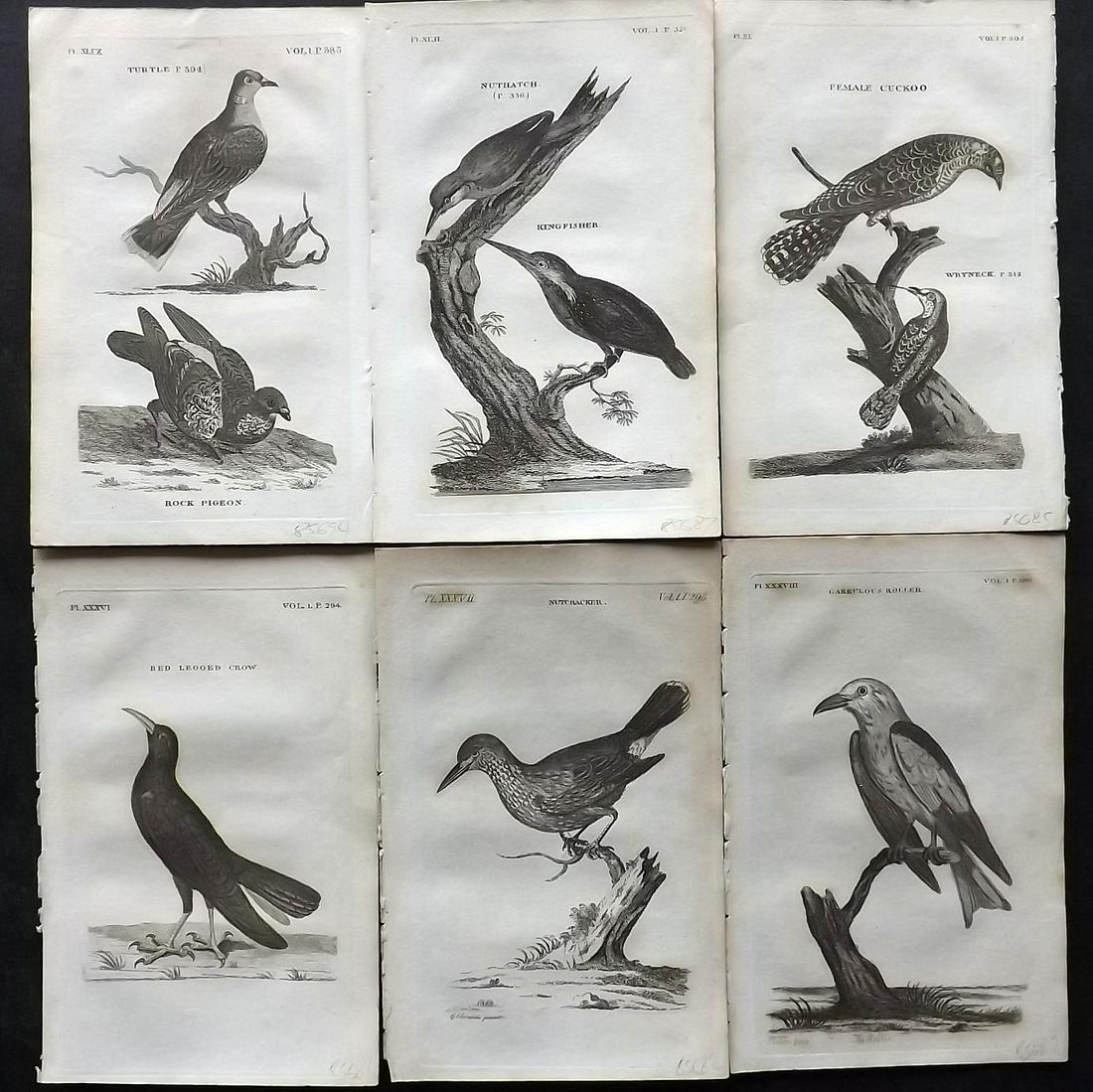 Pennant, Thomas 1812 Lot of 6 Antique Bird Prints: Copper Plates Published 1812, London for "British Zoology" by Thomas Pennant. Paper Size: 8 x 5 inch (21 x 13cm) Very minor toning present. Good Condition