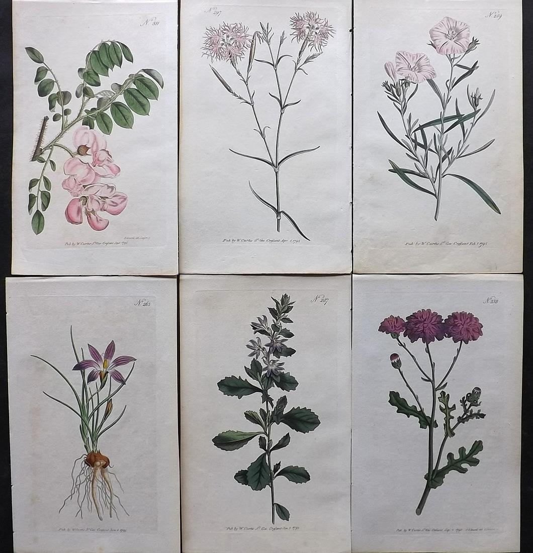 Curtis, William 1790's Lot of 6 Hand Col Botanical Prints (1 of 2)