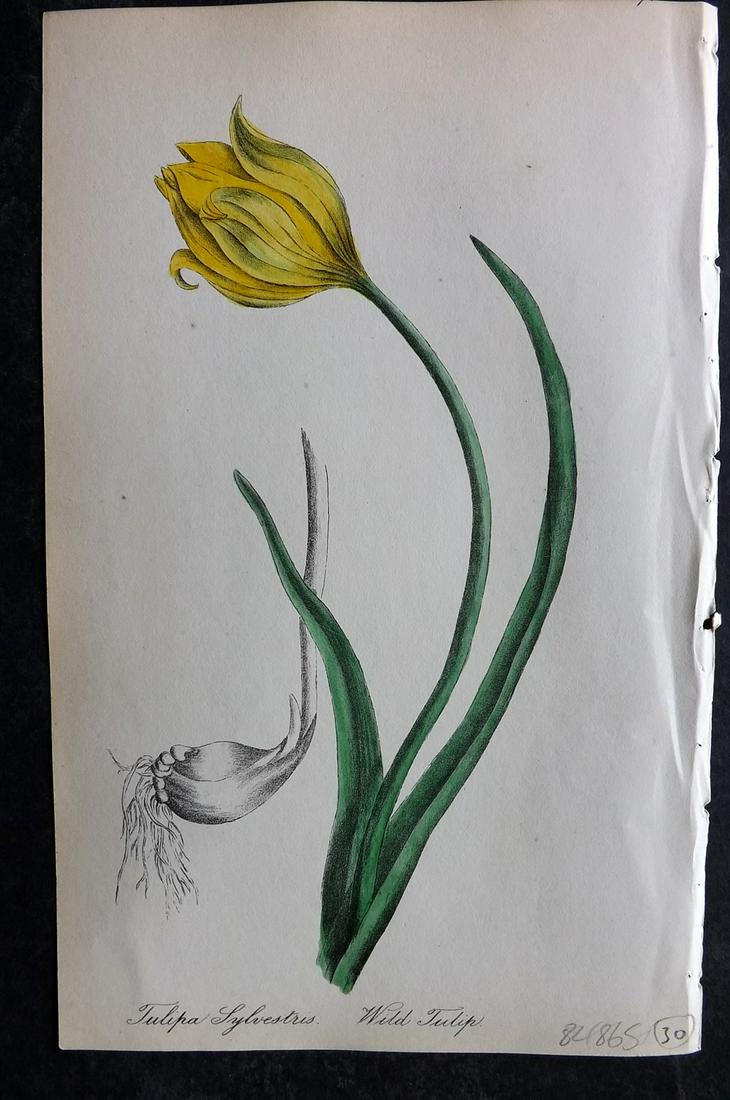 Hogg & Johnson 1864 Hand Col Botanical Print. Wild Tulip: Hand Coloured Lithographs Published 1863-1880, London for "The Wild Flowers of Great Britain" by Robert Hogg & George W. Johnson. Paper Size: 8.5 x 5 inch (22 x 14cm) Good Condition overall