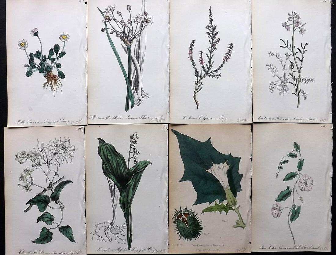 Hogg & Johnson 1864 Lot of 8 Hand Col Botanical Prints: Hand Coloured Lithographs Published 1863-1880, London for "The Wild Flowers of Great Britain" by Robert Hogg & George W. Johnson. Paper Size: 8.5 x 5 inch (22 x 14cm) Good Condition overall