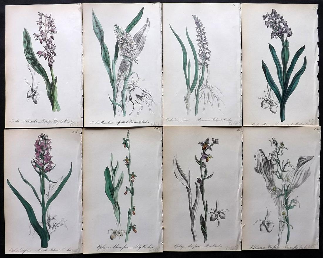 Hogg & Johnson 1864 Lot of 8 Hand Col Botanical Prints. Orchids: Hand Coloured Lithographs Published 1863-1880, London for "The Wild Flowers of Great Britain" by Robert Hogg & George W. Johnson. Paper Size: 8.5 x 5 inch (22 x 14cm) Good Condition overall