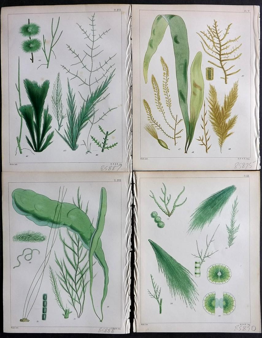 Landsborough, David 1851 Lot of 4 HCol Green Seaweed Prints (1 of 2)