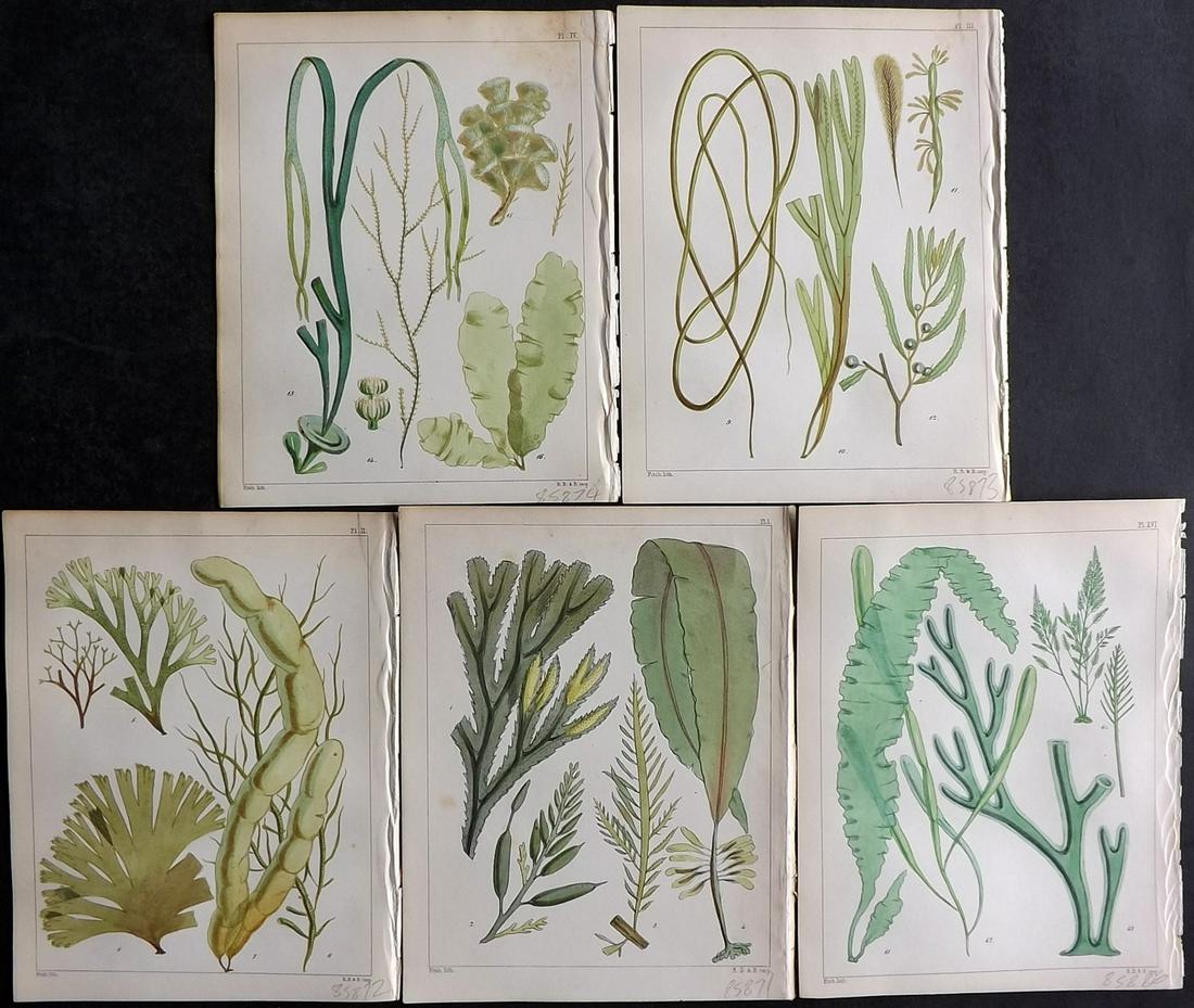 Landsborough, David 1851 Lot of 5 HCol Green Seaweed Prints (1 of 2)