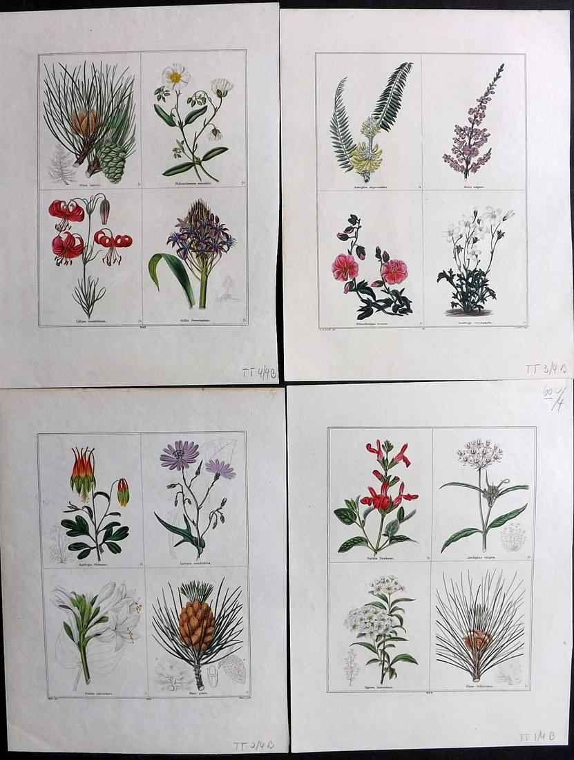 Maund, Benjamin C1840 Lot of 4 Hand Col Botanical Prints (1 of 2)