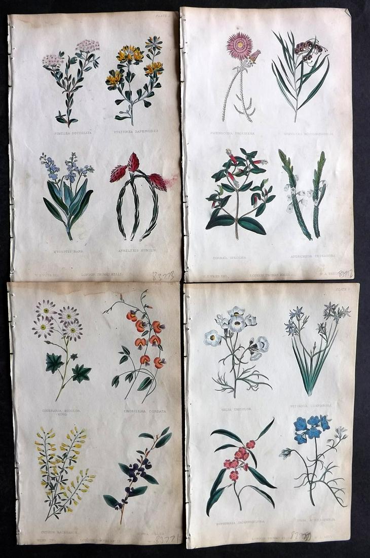 McIntosh, Charles 1857 Lot of 4 Hand Col Botanical Prints (1 of 2)