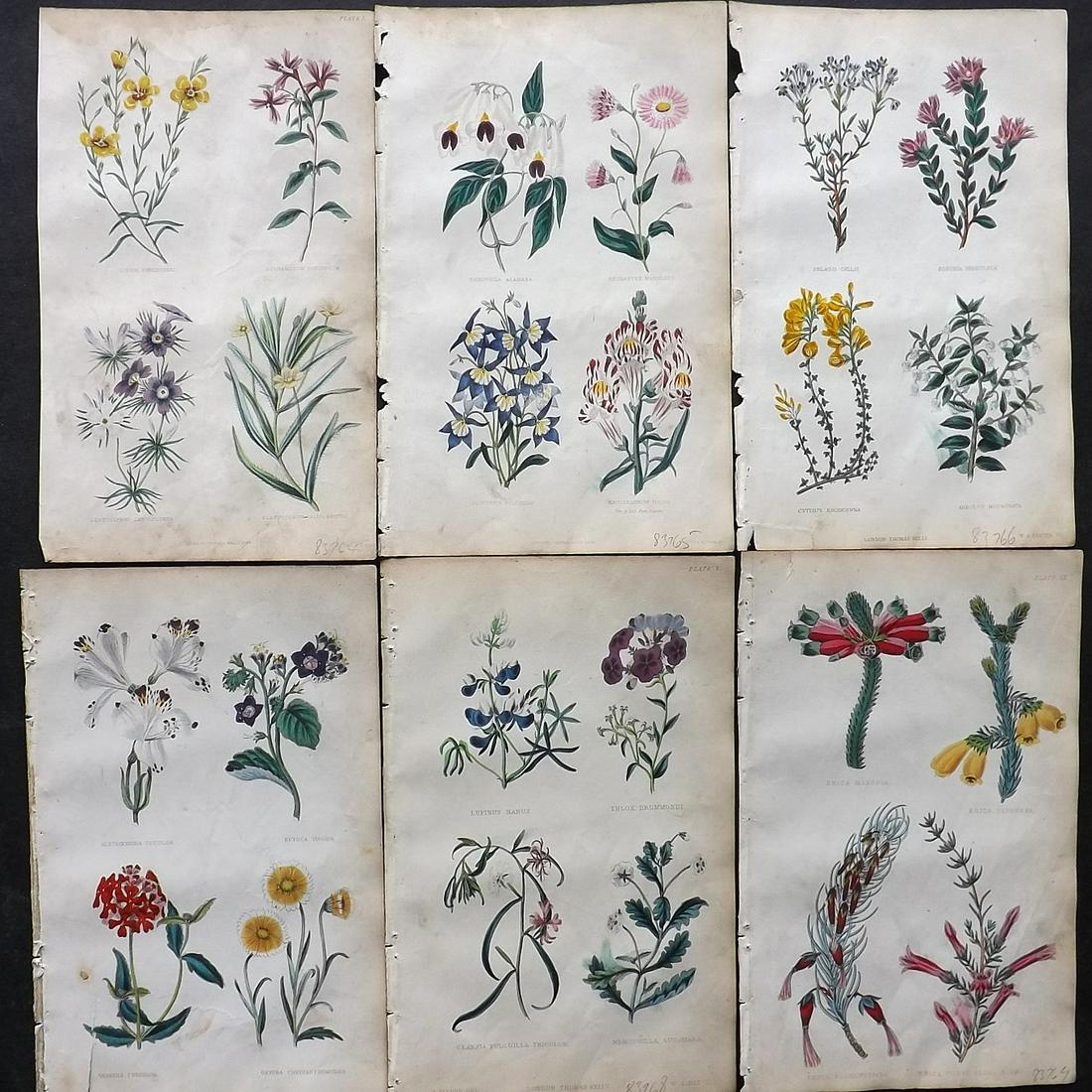 McIntosh, Charles 1857 Lot of 6 Hand Col Botanical Prints (1 of 2)