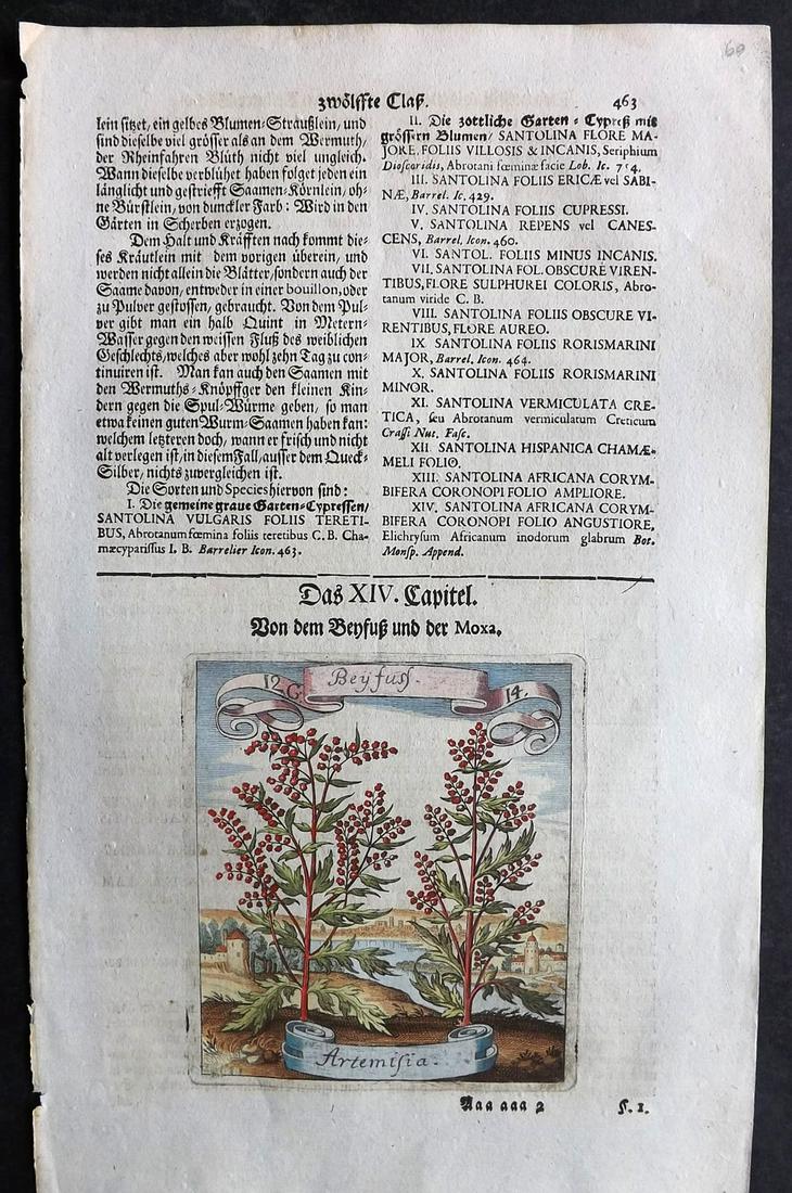 Merian, Matthaeus 1719 HCol Botanical Print. Artemisia (1 of 2)