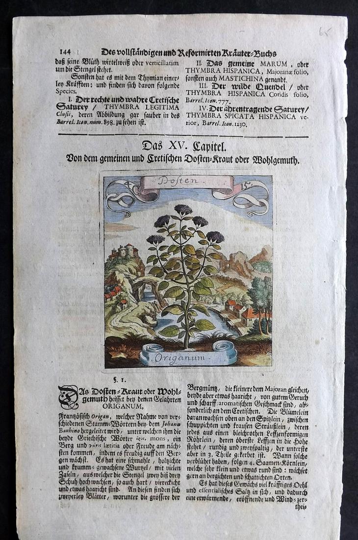 Merian, Matthaeus 1719 HCol Botanical Print. Oregano (1 of 2)