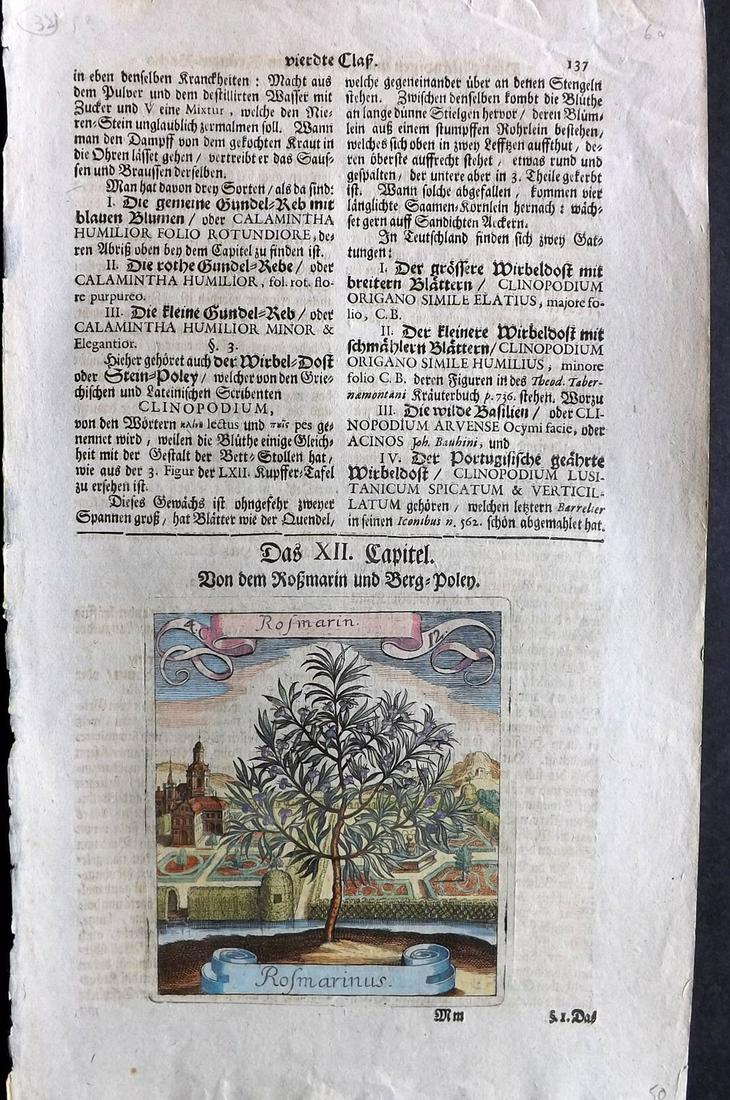 Merian, Matthaeus 1719 HCol Botanical Print. Rosemary (1 of 2)