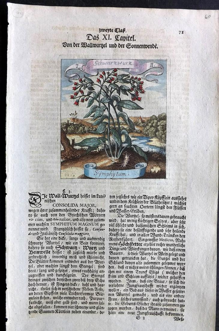 Merian, Matthaeus 1719 HCol Botanical Print. Symphytum (1 of 2)