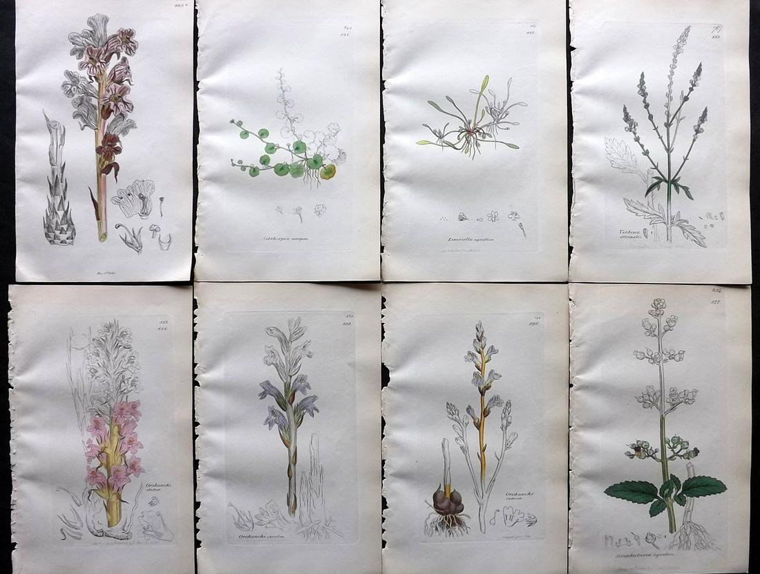Sowerby, James C1840 Lot of 8 Part HCol Botanical Prints: Partial Hand Colored Etching only (As issued) Published London, 1832-46 for "English Botany; or, Coloured Figures of British Plants…" Second Edition by James Sowerby and Edward Smith. Paper Size: 9 