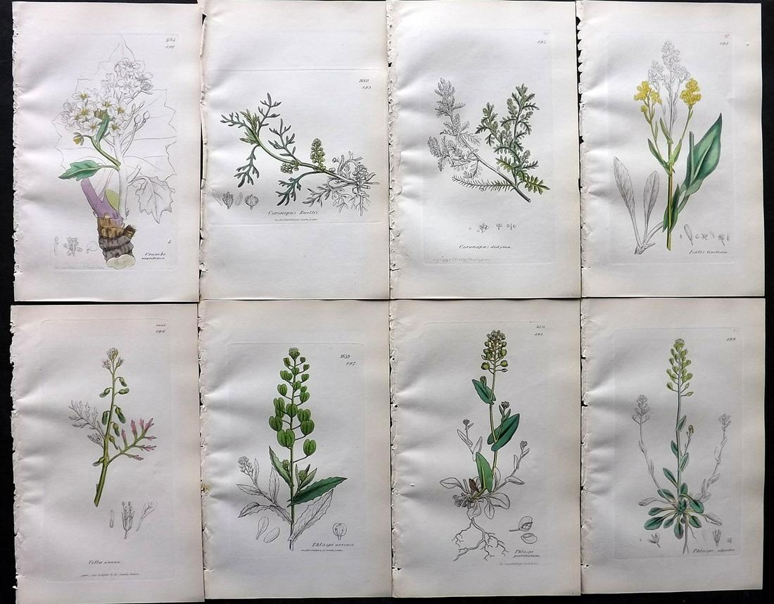 Sowerby, James C1840 Lot of 8 Part HCol Botanical Prints: Partial Hand Colored Etching only (As issued) Published London, 1832-46 for "English Botany; or, Coloured Figures of British Plants…" Second Edition by James Sowerby and Edward Smith. Paper Size: 9 