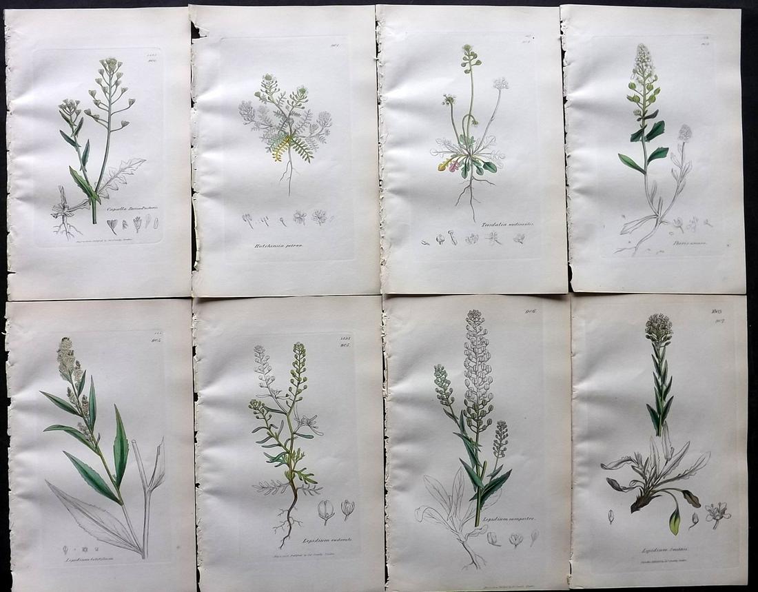 Sowerby, James C1840 Lot of 8 Part HCol Botanical Prints: Partial Hand Colored Etching only (As issued) Published London, 1832-46 for "English Botany; or, Coloured Figures of British Plants…" Second Edition by James Sowerby and Edward Smith. Paper Size: 9 